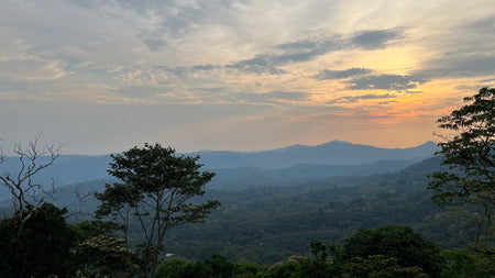 Nicaragua SHG - Score 83,75 (Lavé - Bio)